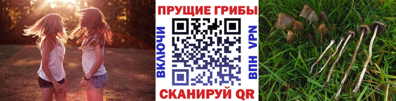 гидра ONION  Медногорск  Галлюциногенные грибы Psilocybine cubensis 